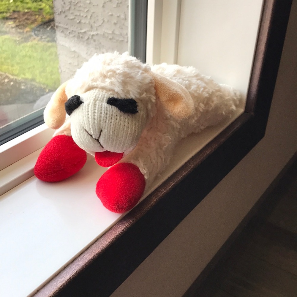 Mini Lamb Chop 🐑